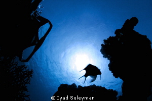 Fish and me ;-)
Silhouettes... by Iyad Suleyman 